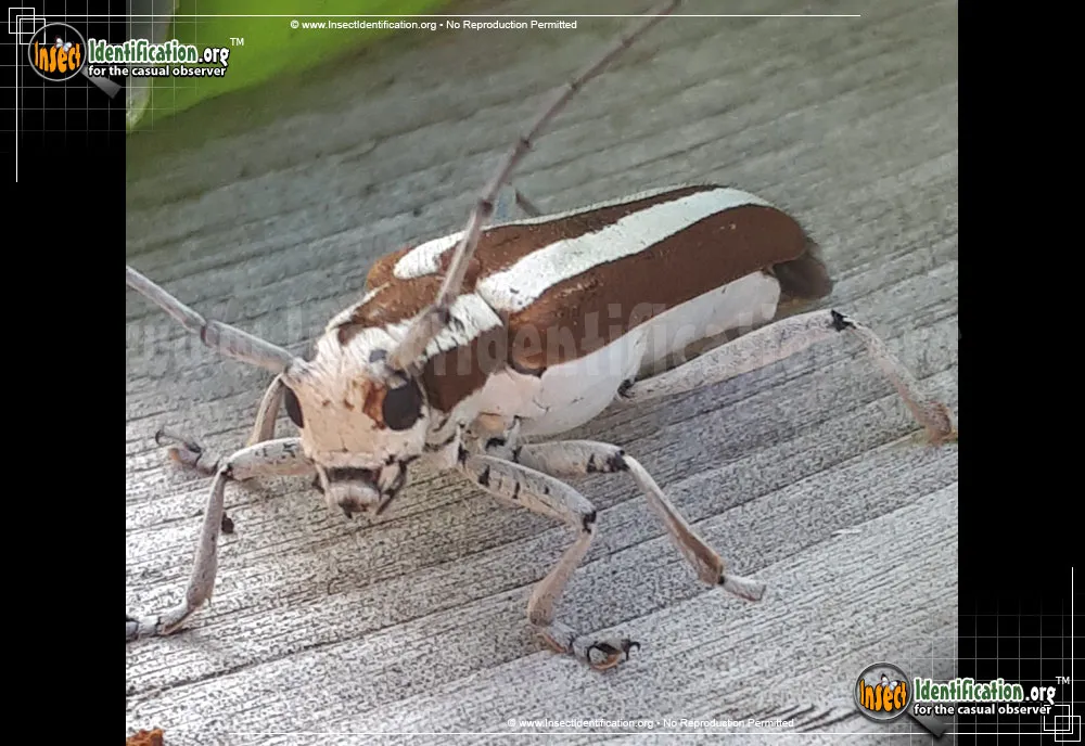 Round-headed Apple Tree Borer - photo 3