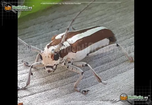 Round-headed Apple Tree Borer - photo 4