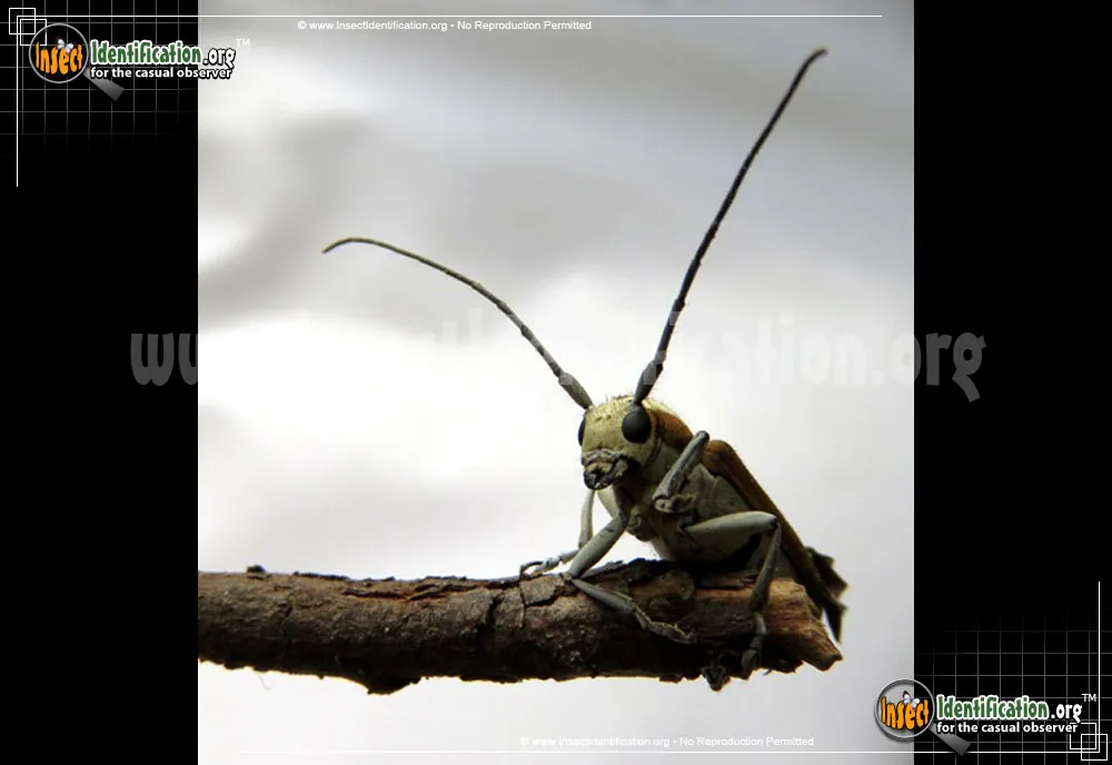 Round-headed Apple Tree Borer - photo 5