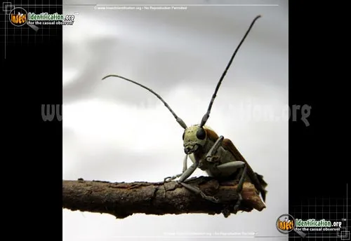 Round-headed Apple Tree Borer - photo 6