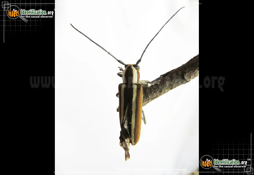 Round-headed Apple Tree Borer - photo 7