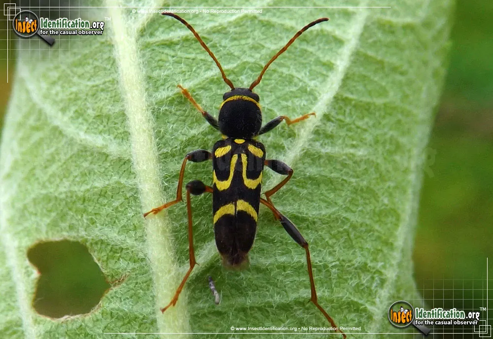 Round-necked Long-horned Beetle -C. ruricola
