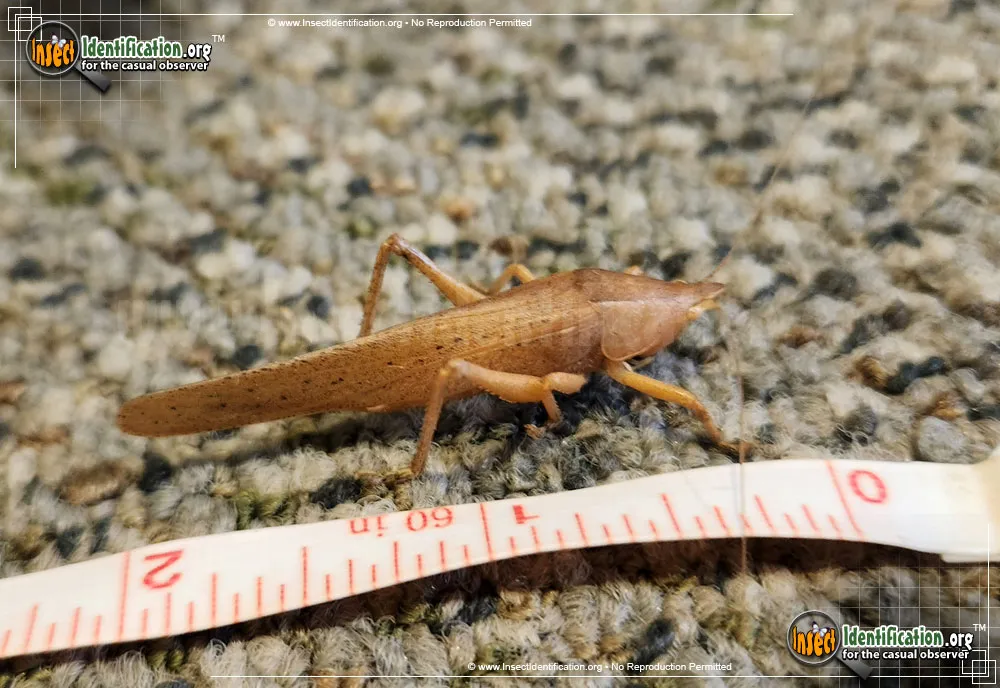 Round-tipped Conehead - Neoconocephalus spp.
