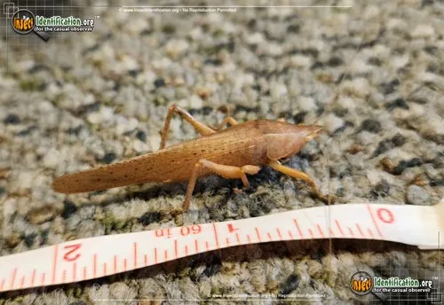 Round-tipped Conehead - photo 2
