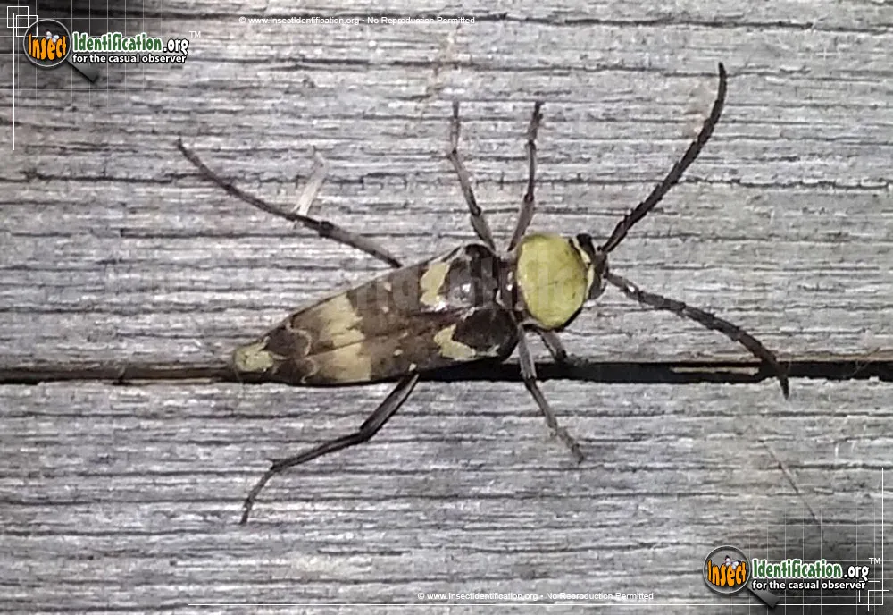 Round-necked Long-horned Beetle -M. antennata