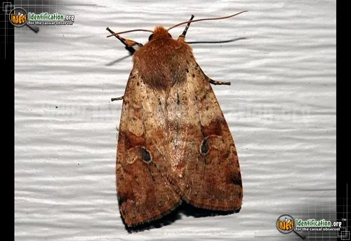 Ruby Quaker Moth - photo 2