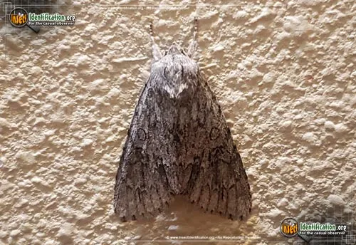 Ruddy Dagger Moth - photo 2