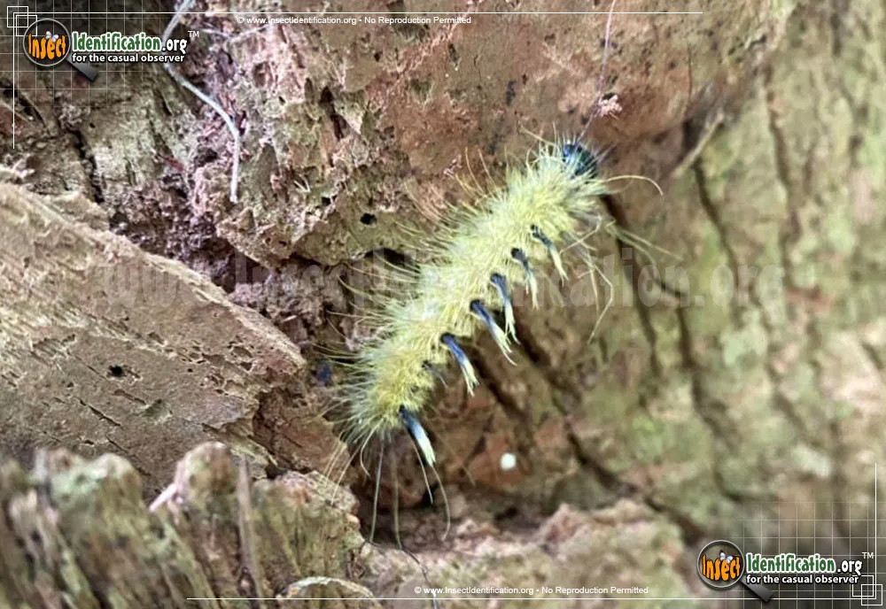 Ruddy Dagger Moth - photo 3