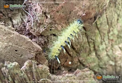Ruddy Dagger Moth - photo 4