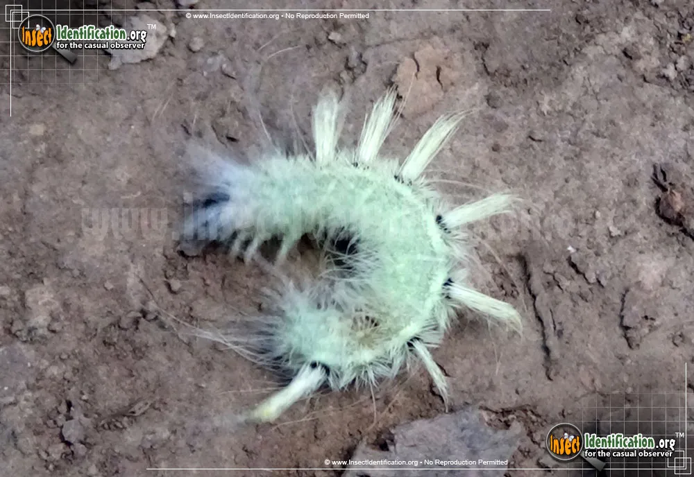 Ruddy Dagger Moth - photo 5