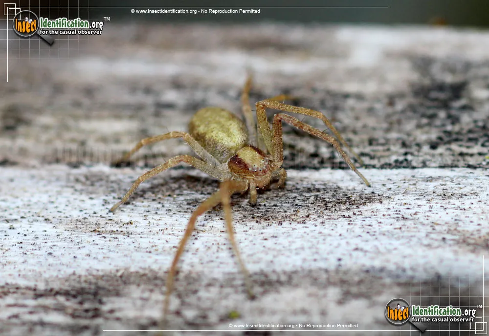 Running Crab Spider