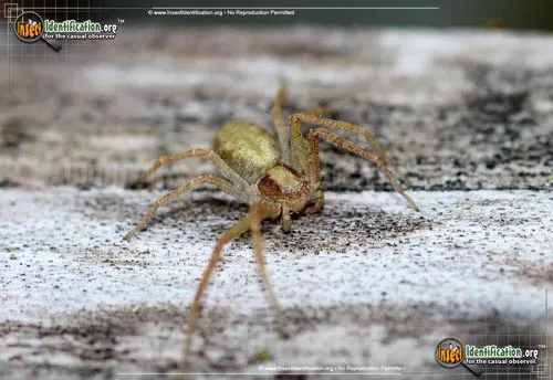Running Crab Spider - photo 2