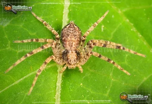 Running Crab Spider - photo 2