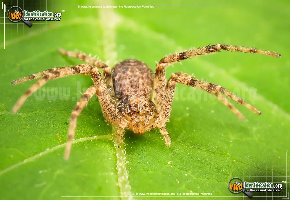 Running Crab Spider - photo 3