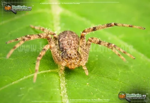 Running Crab Spider - photo 4