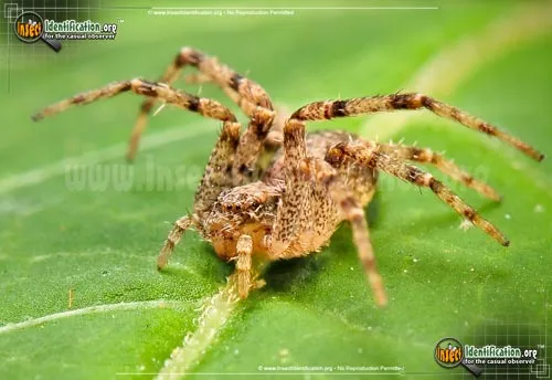 Running Crab Spider - photo 6