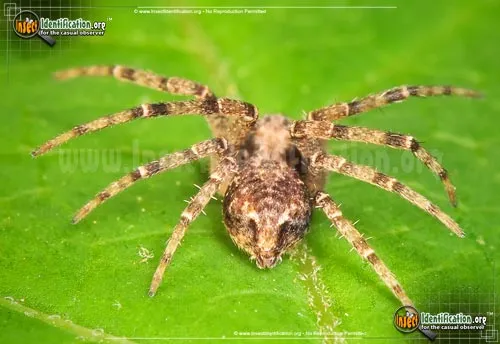 Running Crab Spider - photo 8