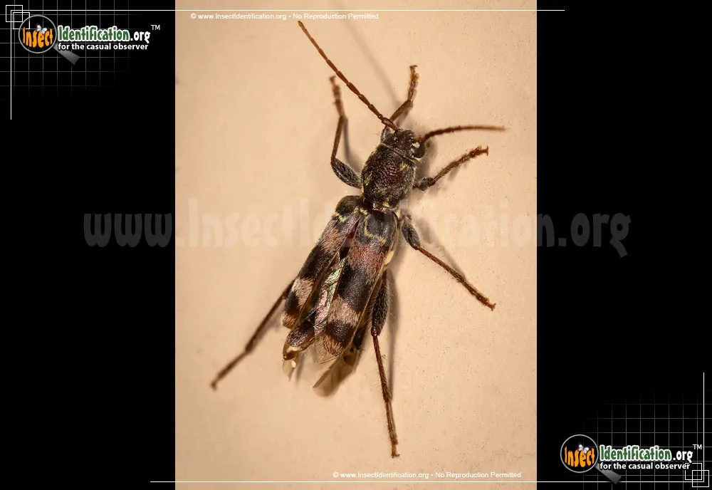 Rustic Borer