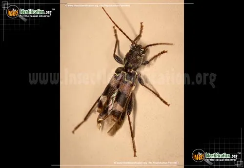 Rustic Borer - photo 2