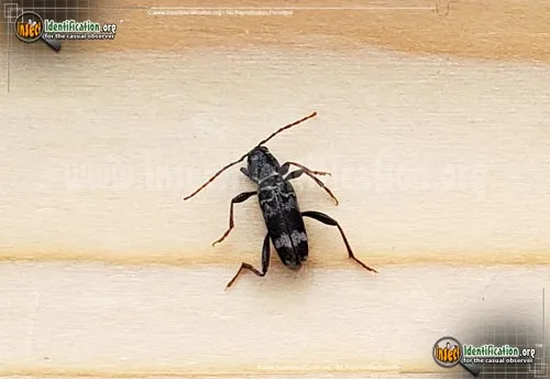 Rustic Borer - photo 4