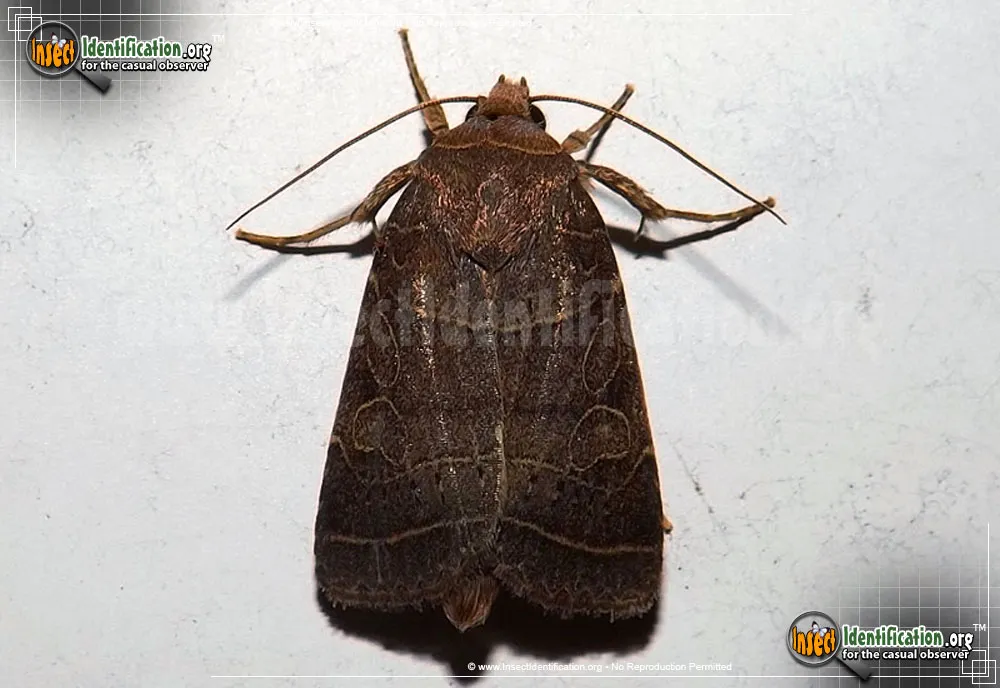 Rustic Quaker - Orthodes majuscula