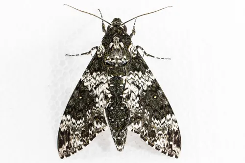 Rustic Sphinx Moth