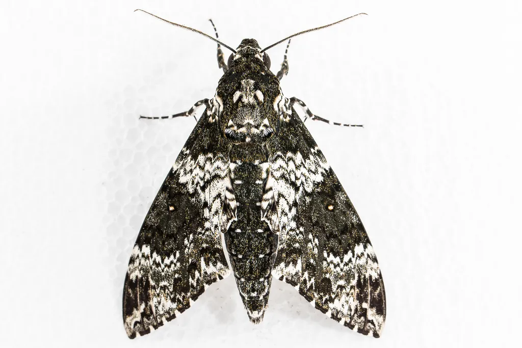 Rustic Sphinx Moth - photo 2