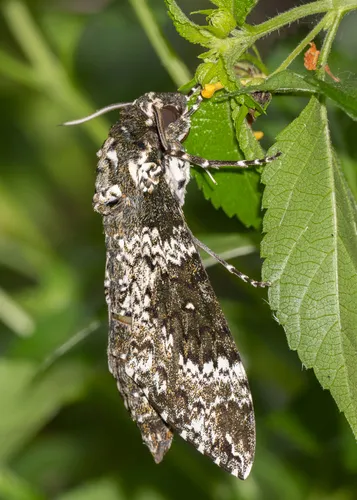 Rustic Sphinx Moth - photo 6