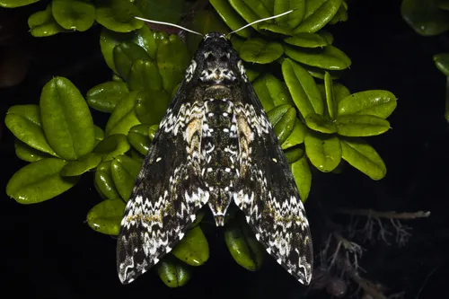 Rustic Sphinx Moth - photo 7