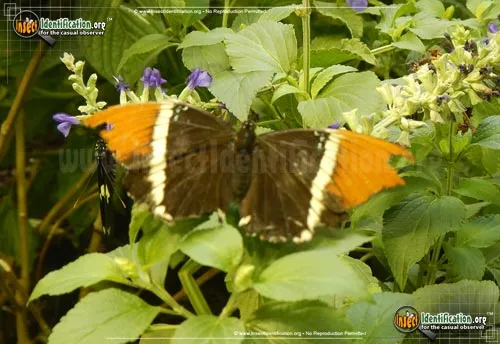 Rusty-tipped Page - photo 2