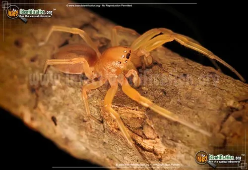 Sac Spider - photo 2