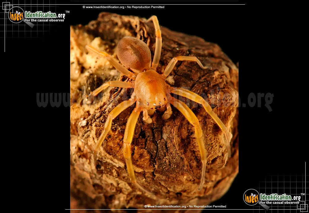 Sac Spider - photo 3