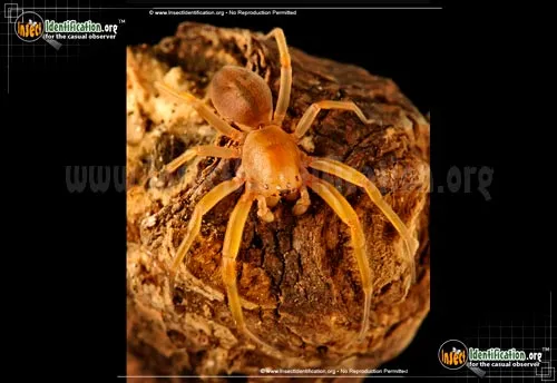 Sac Spider - photo 4