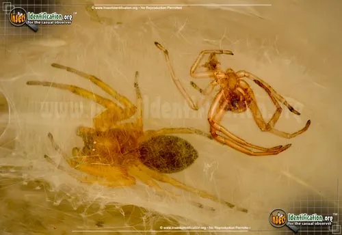 Sac Spider - photo 6