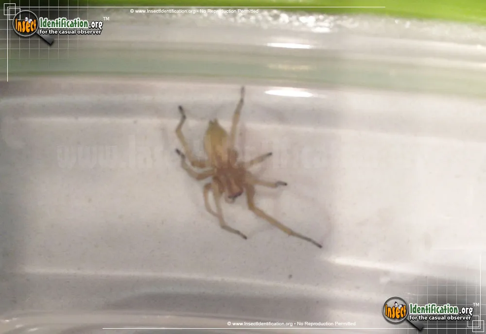 Sac Spider - photo 7