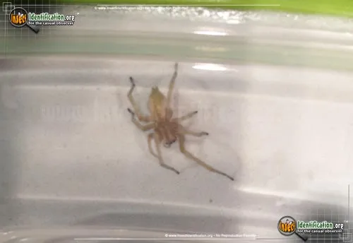 Sac Spider - photo 8