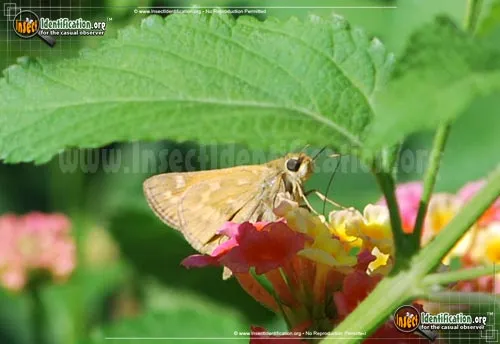Sachem Skipper - photo 2