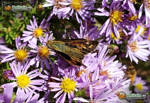 Sachem Skipper - photo 6