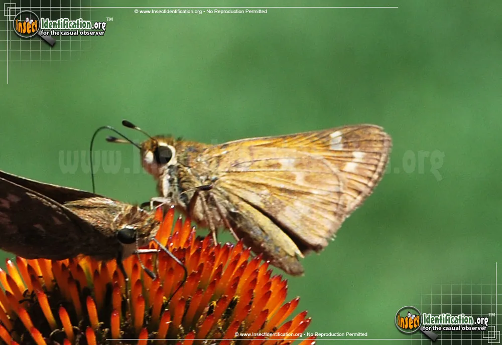 Sachem Skipper - photo 7