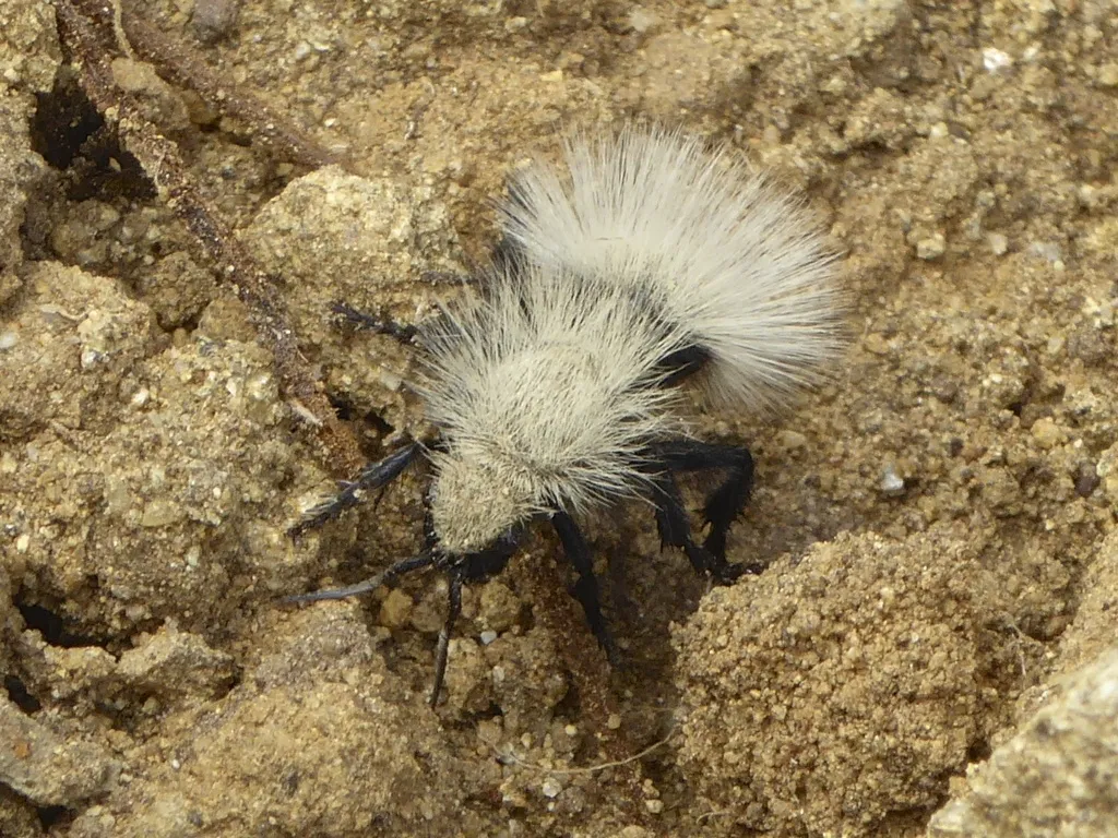 Sacken's Velvet Ant - photo 2