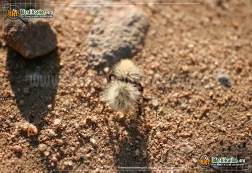 Sacken's Velvet Ant - photo 3