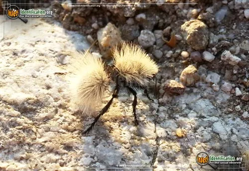 Sacken's Velvet Ant - photo 4