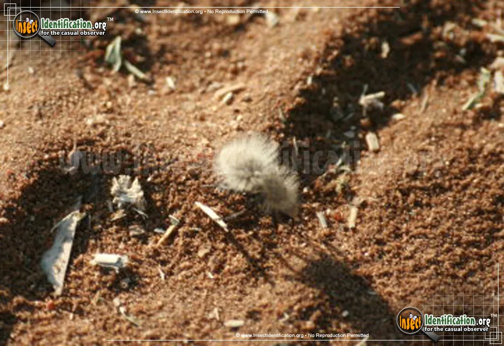 Sacken's Velvet Ant - photo 5