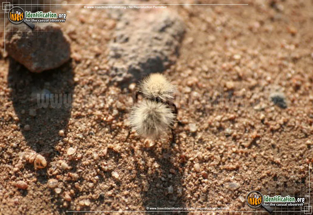 Sacken's Velvet Ant - photo 6
