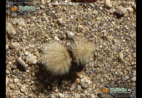 Sacken's Velvet Ant - photo 7