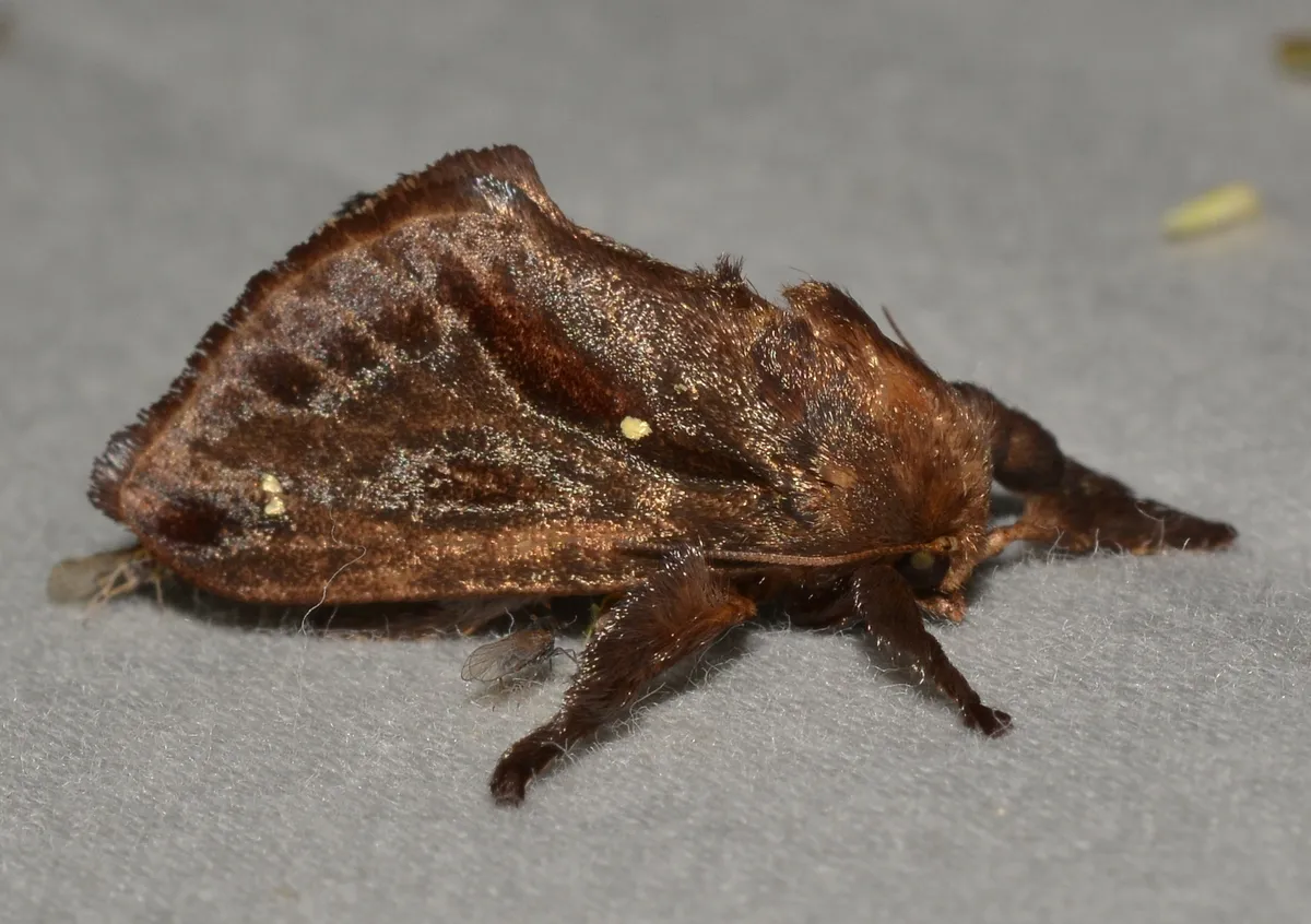 Saddleback Caterpillar Moth - photo 3