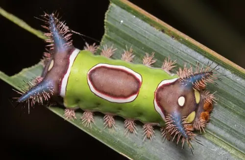 Saddleback Caterpillar Moth - photo 4