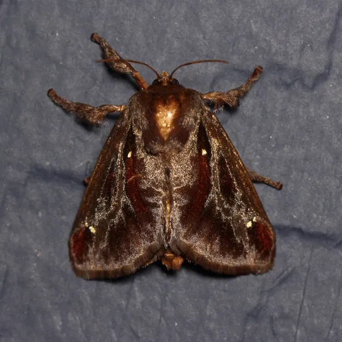 Saddleback Caterpillar Moth - photo 5