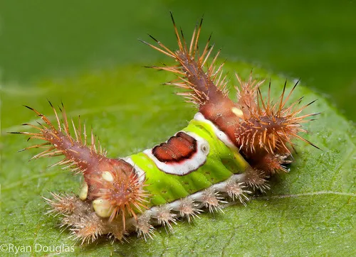 Saddleback Caterpillar Moth - photo 6
