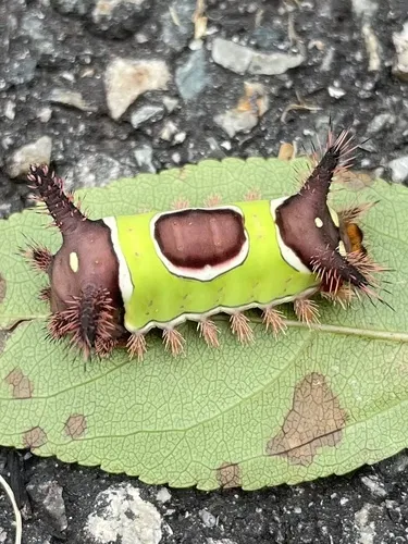 Saddleback Caterpillar Moth - photo 7